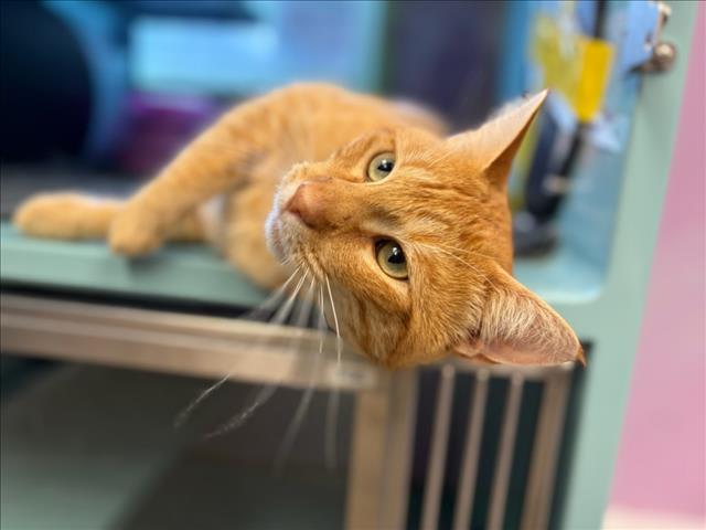 Photo of PUMPKIN