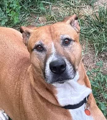Photo of Tippy