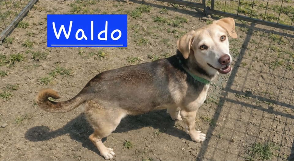 Photo of Sir Waldo