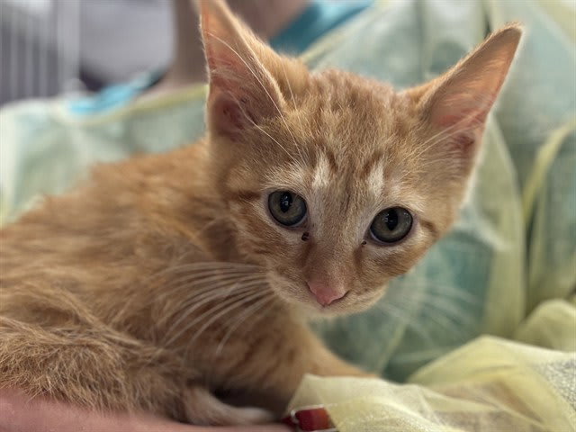 Photo of HECTOR