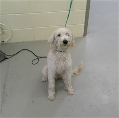 Photo of MARSHMELLOW