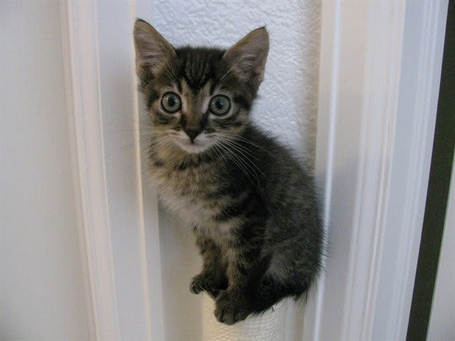 Photo of HUCKLEBERRY