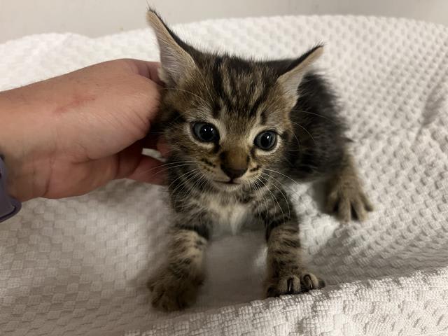 Photo of Cat
