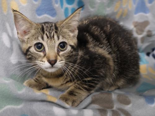 Photo of Meowster
