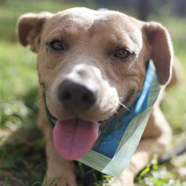 Photo of BANDIDO