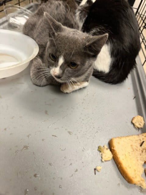 Photo of CAT 3