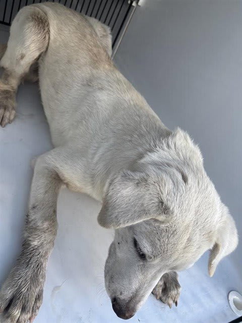 Photo of Dog