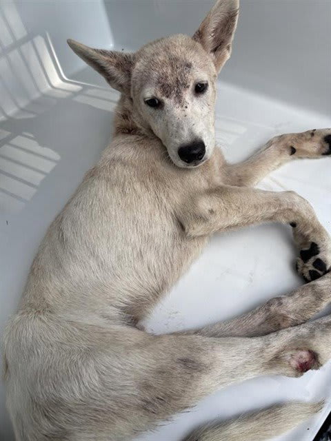Photo of Dog