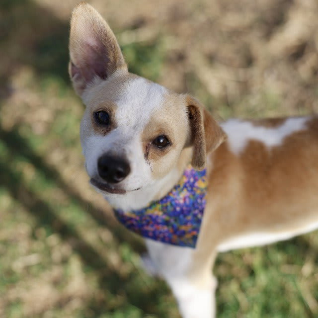 Photo of CHESTER
