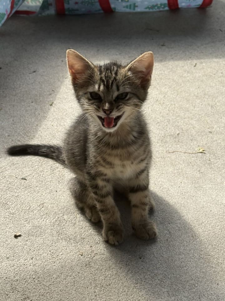 Photo of Bambi Kitties : Thumper