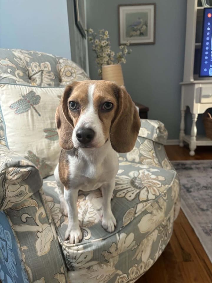 Photo of Daisy