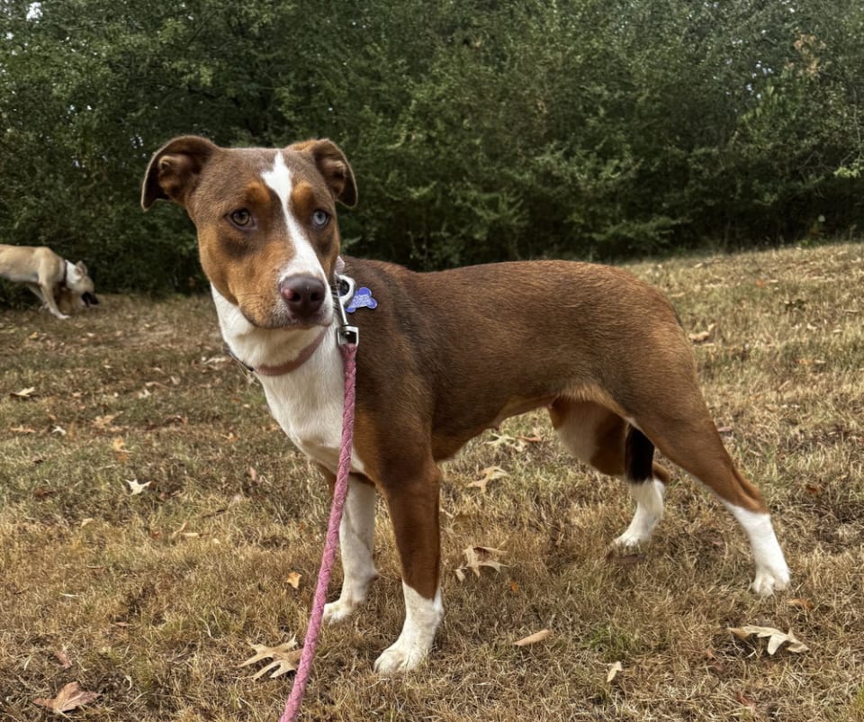 Photo of Clover
