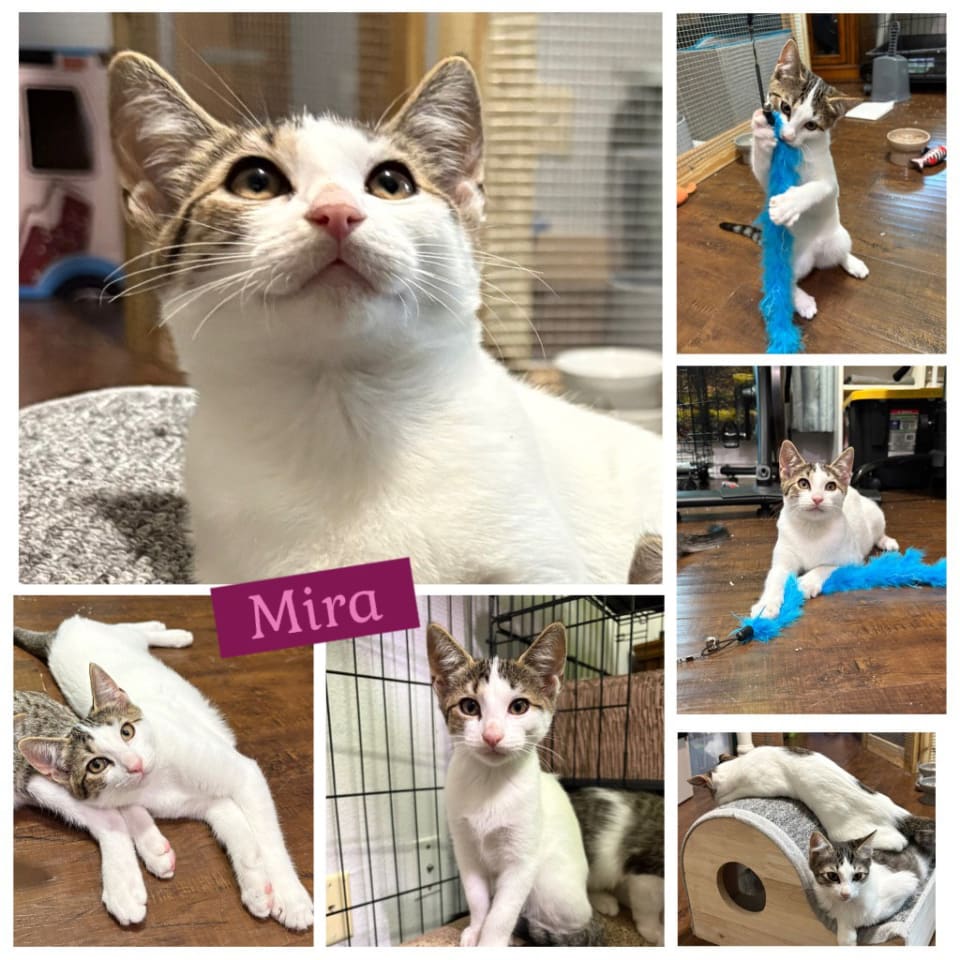 Photo of Mira
