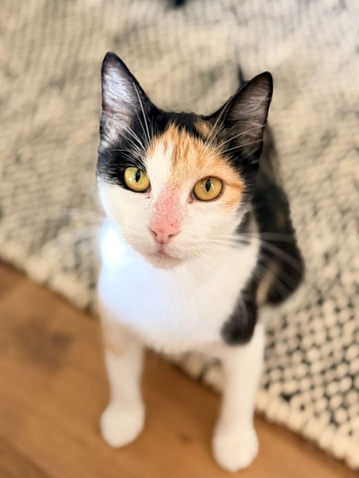 Photo of Callie (CL)