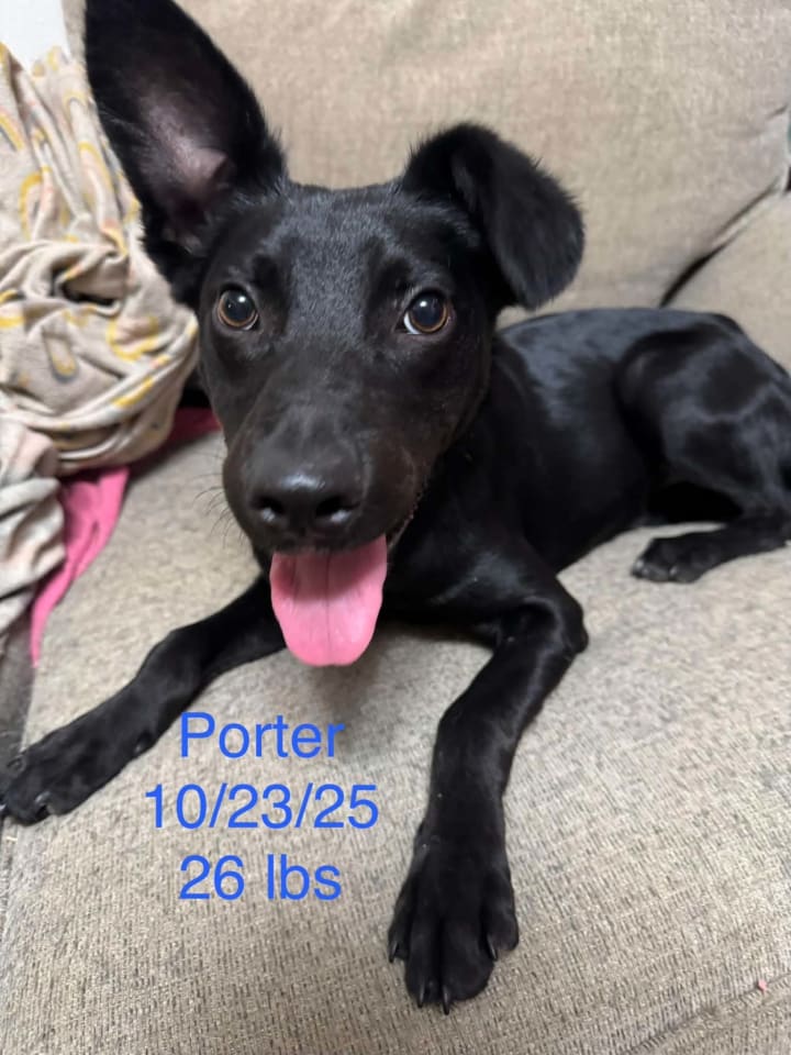 Photo of Porter