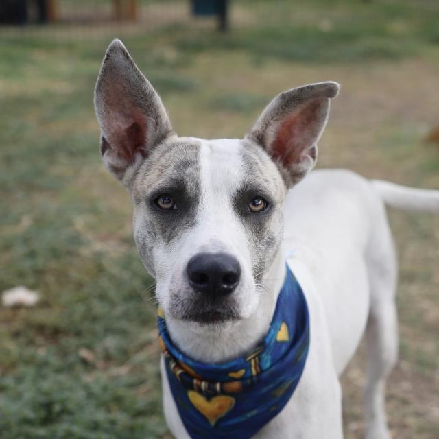 Photo of SKIBI D. LOPEZ