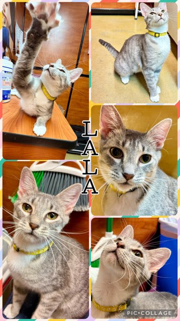 Photo of LALA