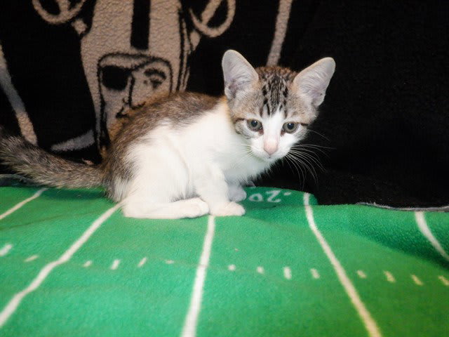 Photo of PUMPKIN