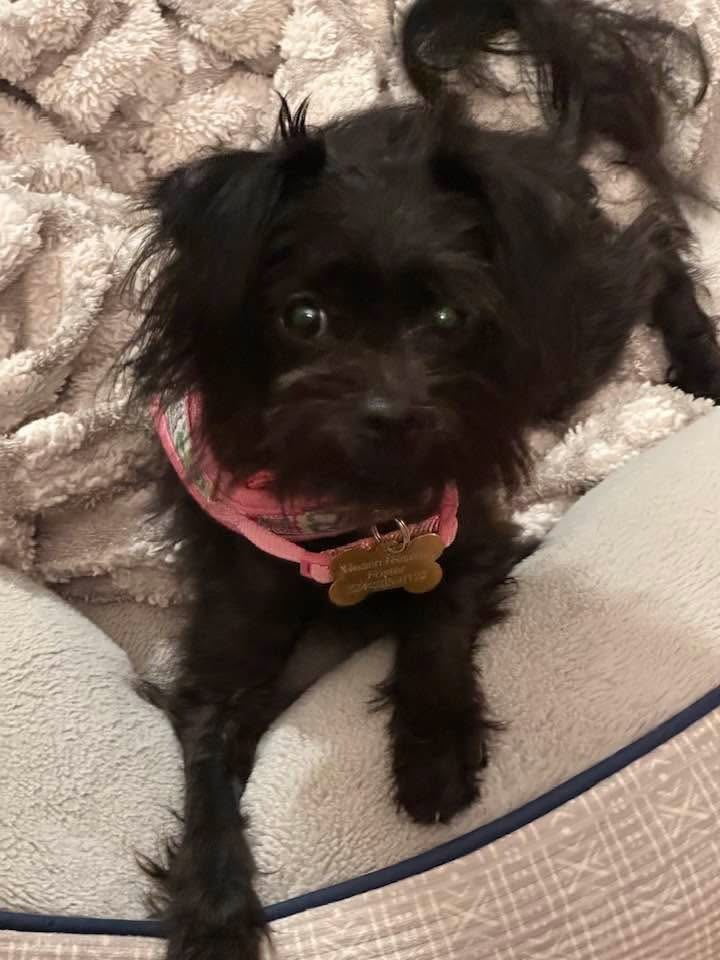 Photo of Kibble