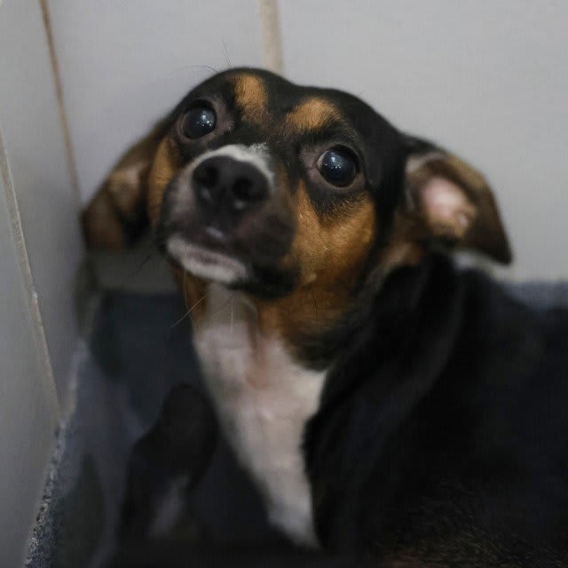Photo of PITTY