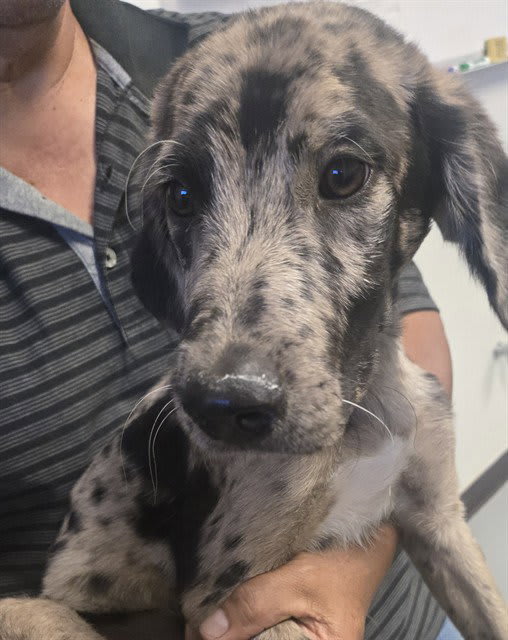 Photo of Dog
