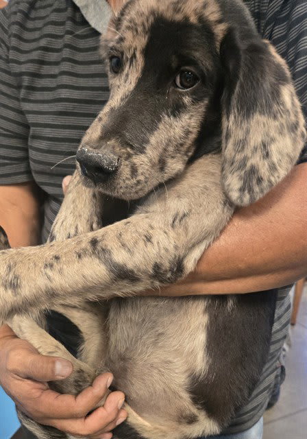 Photo of Dog