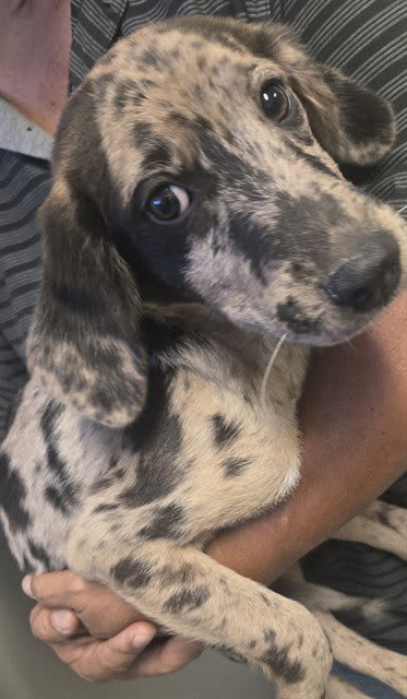 Photo of Dog