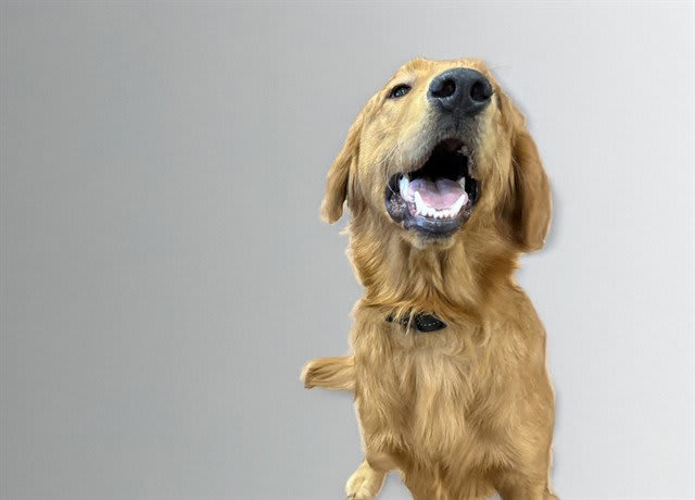 Photo of STRAY NOT AVAILABLE