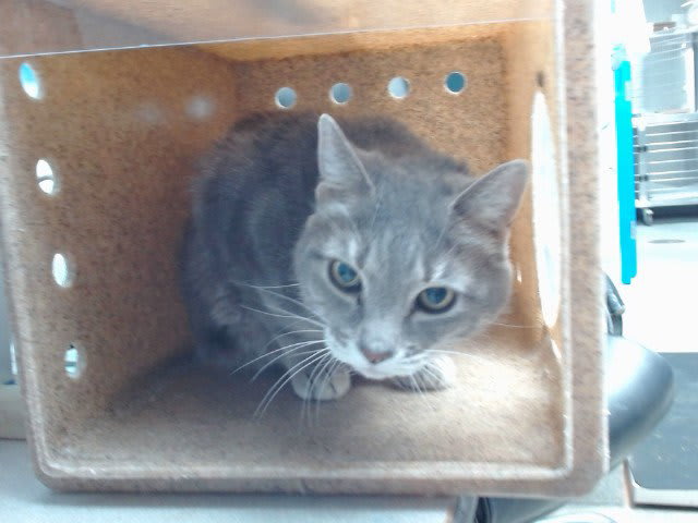 Photo of CHONA