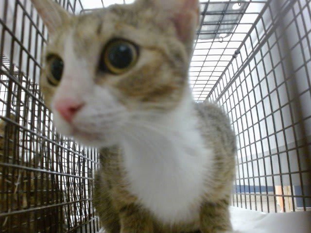 Photo of ARAYA