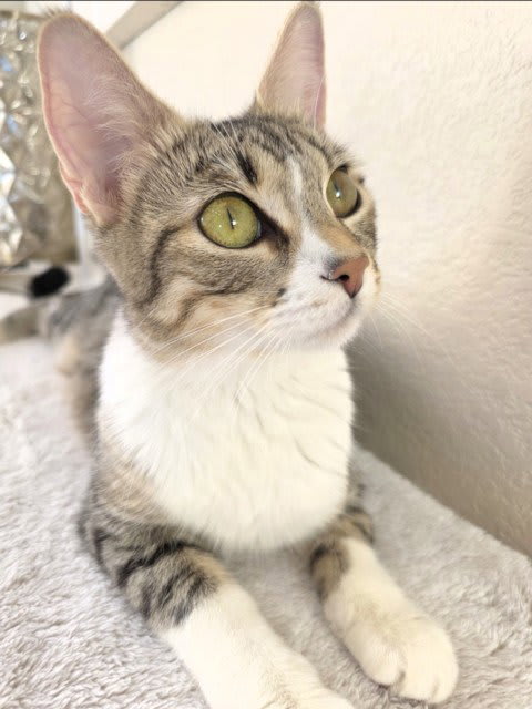 Photo of SWEET PEA