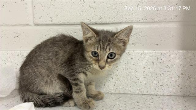 Photo of Cat