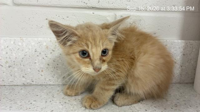 Photo of Cat