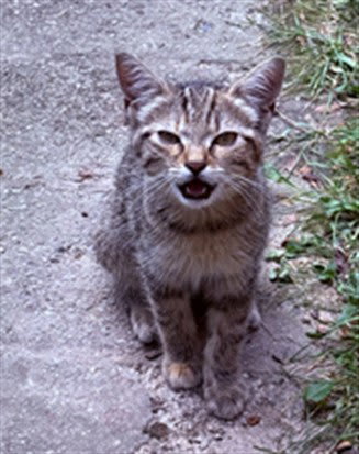 Photo of BAKI