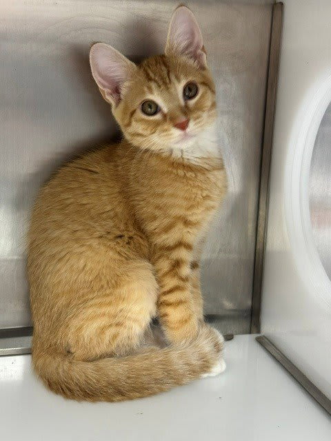 Photo of CRUNCHY