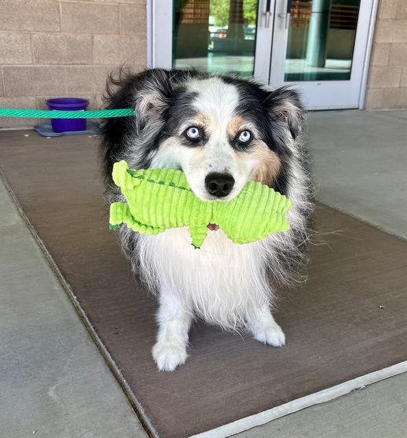 Photo of ROCKY