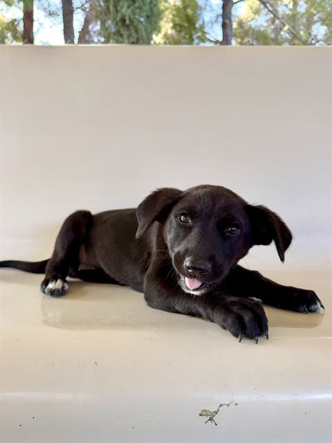Photo of PERDITA