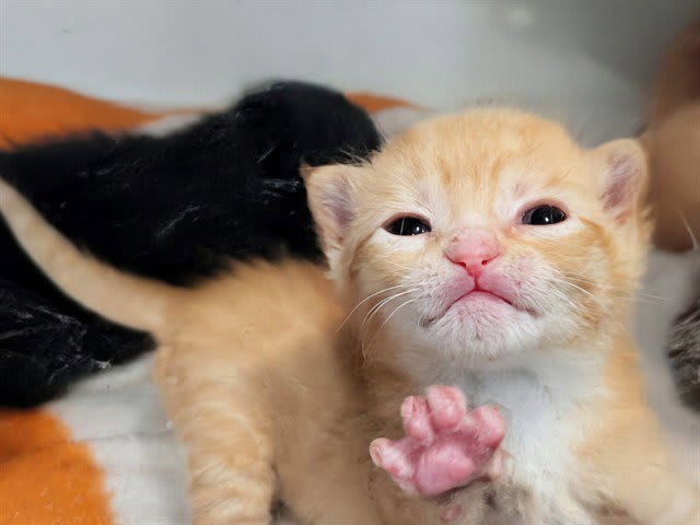 Photo of TIGGER
