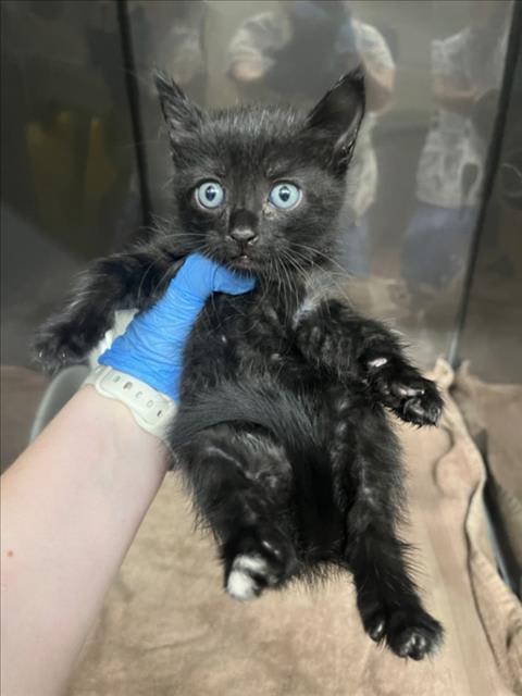 Photo of BLUE