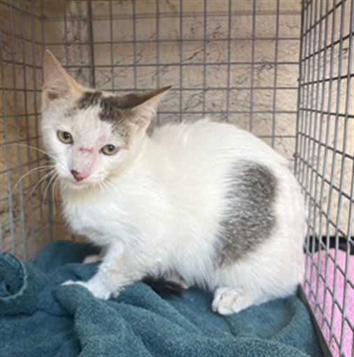 Photo of PATCHES