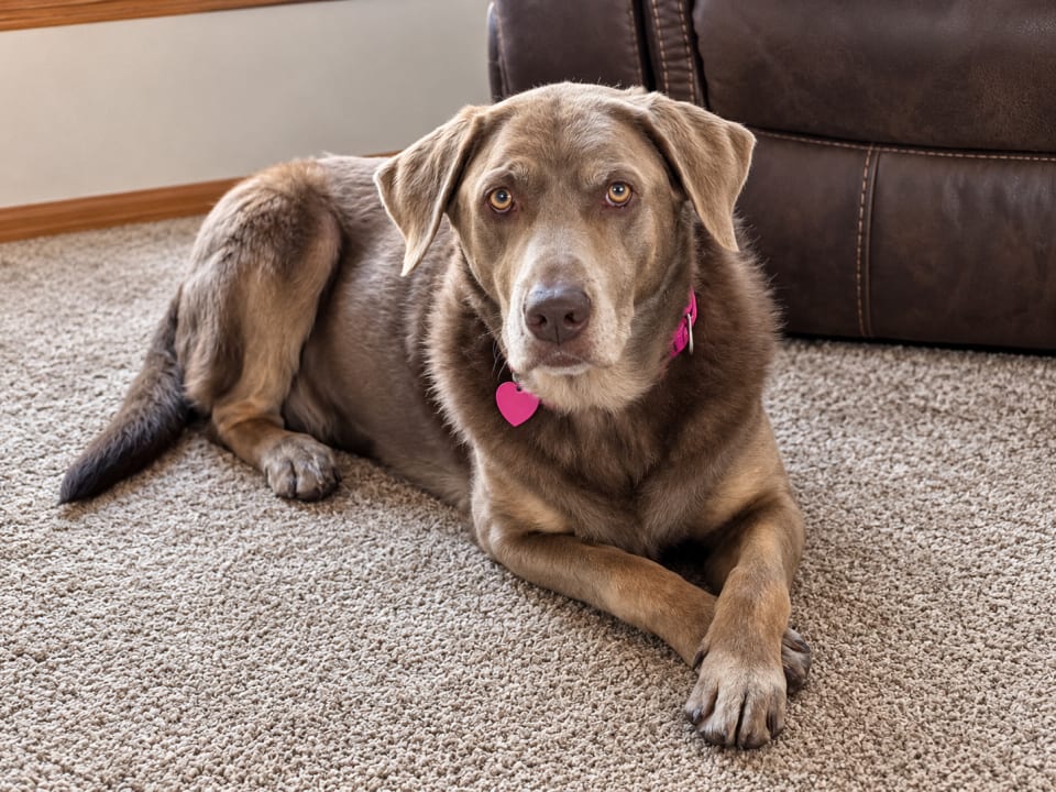 Photo of Gracie
