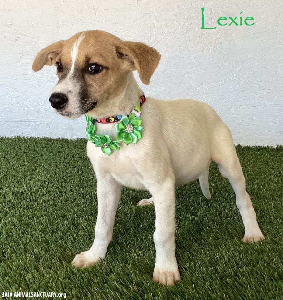 Photo of Lexie