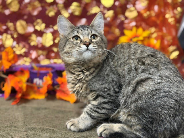 Photo of HAZEL