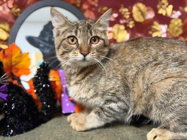 Photo of SIENNA