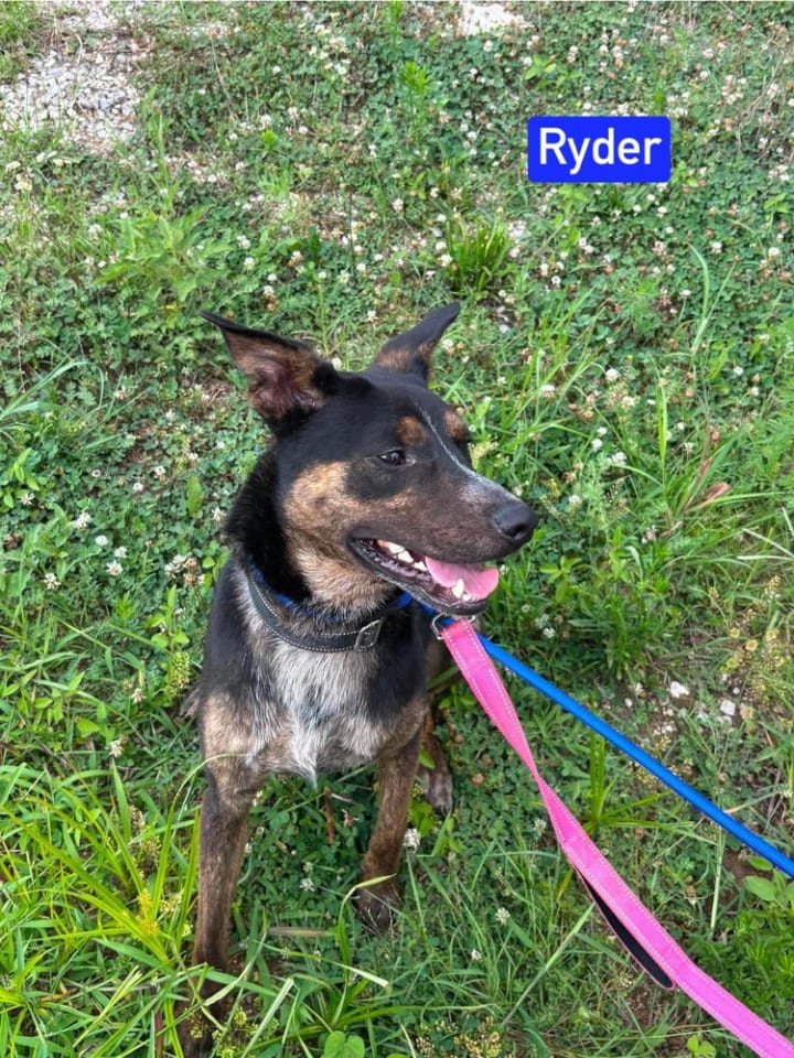 Photo of Ryder