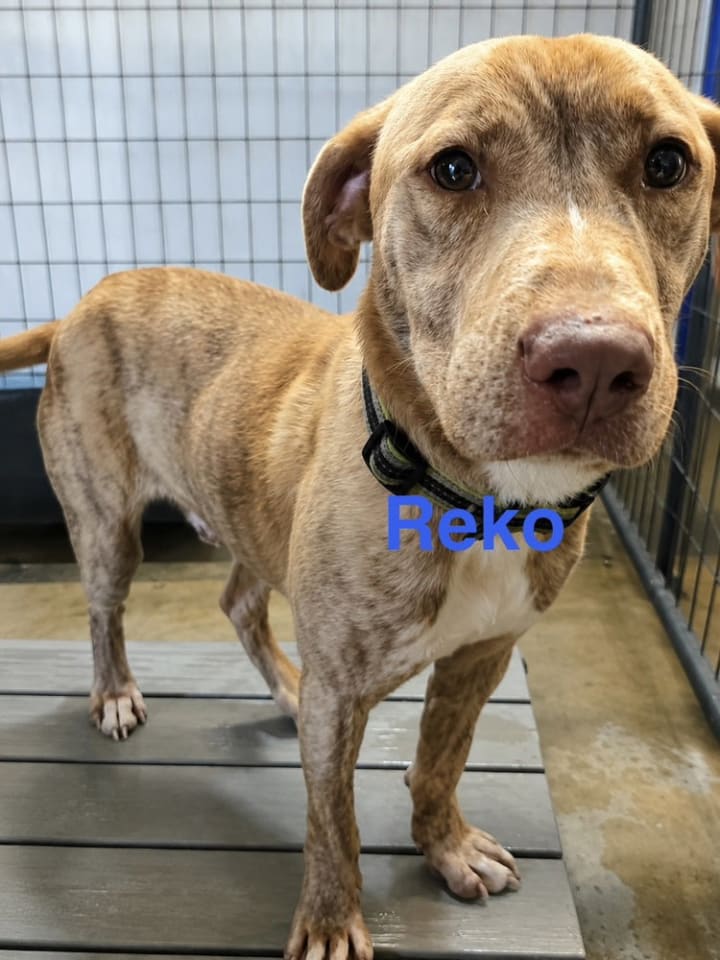 Photo of Reko