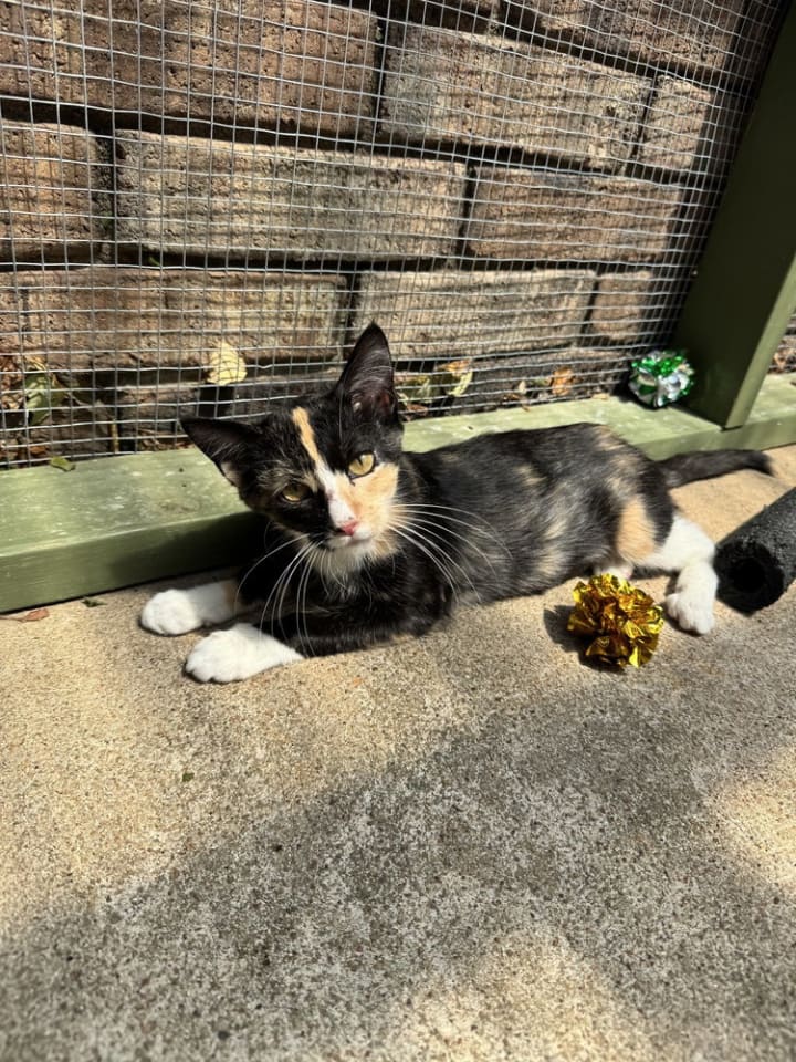 Photo of Phoebe
