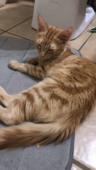Photo of Ginger