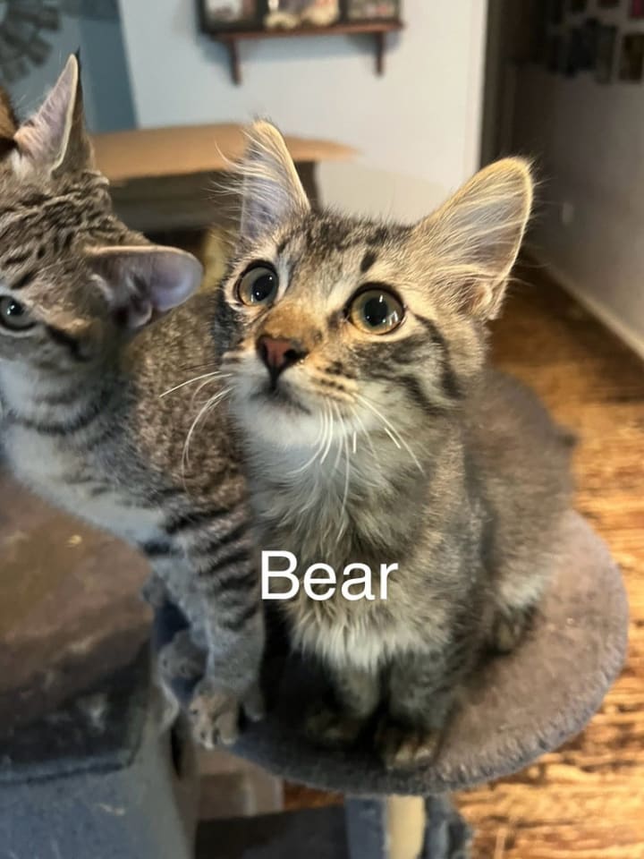 Photo of Bear