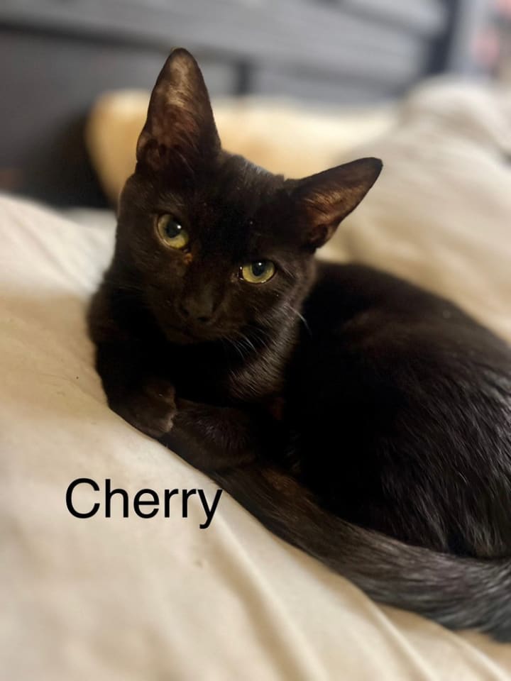 Photo of Cherry